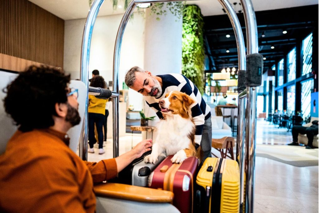 33 chiens ont été adoptés par des clients